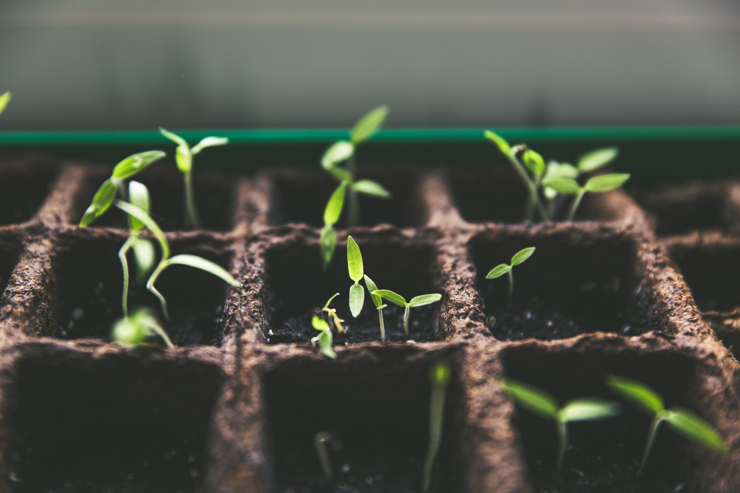 Image showing plants growing